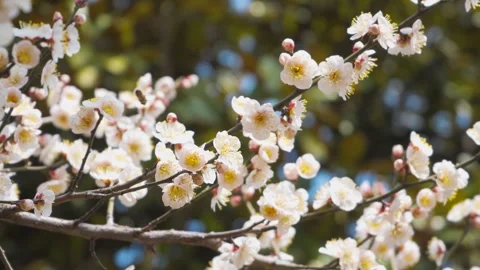 Close up of white cherry blossoms blooming on branches with bees in spring Stock-Footage 342000365
