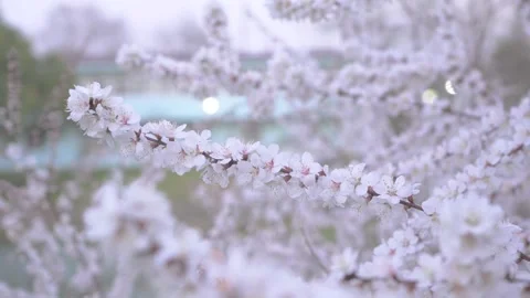 Close-Up white cherry blossoms blooming on tree branches in spring season Stock Footage 342001999