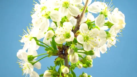Close up of white cherry blossoms blooming on a branch in spring season Stock Footage 342022203
