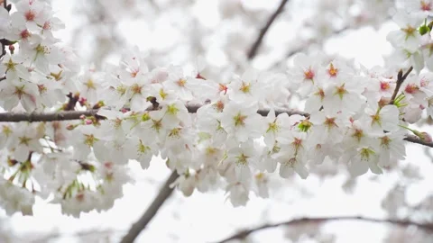Close up of white cherry blossoms blooming on tree branches during spring season Stock Footage 342222585