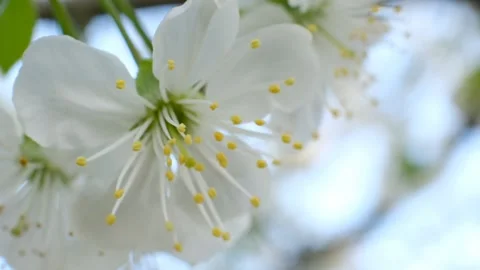 Close up of white cherry blossoms blooming on a tree branch in spring 스톡 동영상 347055641
