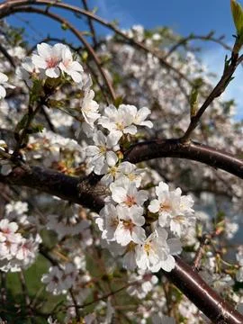 Close-up of white cherry blossoms on a dark brown branch under a blue sky Stock Photos