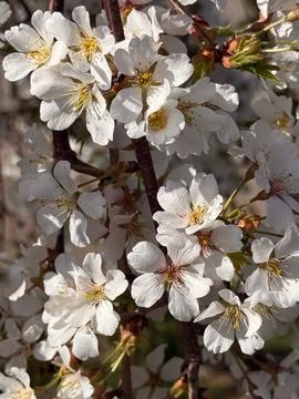 Close-up of white cherry blossoms on a dark branch in sunlight Stock Photos