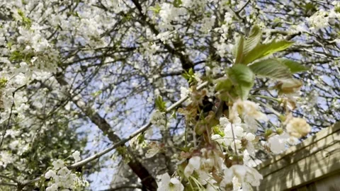 Close-up White Cherry Blossoms Video stock 240207673