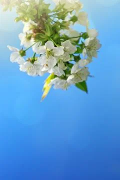 Close up on white cherry blossoms. Spring background. Stock Photos
