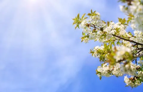Close up on white cherry blossoms. Spring background. Stock Photos