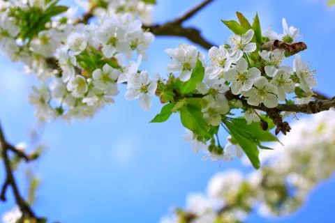 Close up on white cherry blossoms. Spring background. Stock Photos
