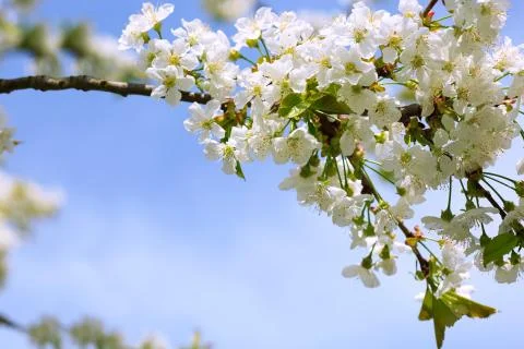 Close up on white cherry blossoms. Spring background. Stock Photos