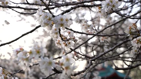 Close-Up White Cherry Blossoms Swaying on Branches in Spring Stock Footage 341951483