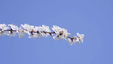Close up of white cherry blossoms swaying gently against a clear blue sky Stock Footage 342001761