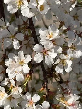 Close-up of white cherry blossoms on thin brown branches Stock Photos