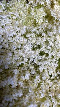 Close-up of white cherry blossoms on tree branches in spring Stock Photos