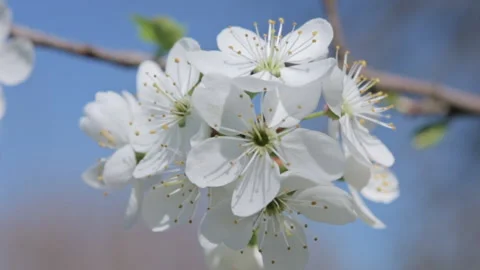 Close-up of white cherry flowers blooming. Slow motion. Video stock 172080154