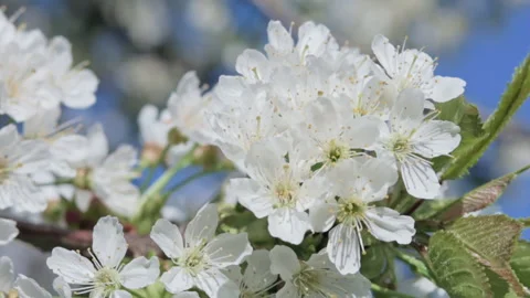 Close-up of white cherry flowers blooming. Slow motion. Video stock 172080215