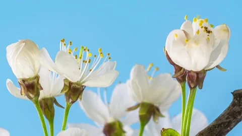 Close-up of white cherry flowers blooming against blue sky, spring Time lapse Stock Footage 307710026