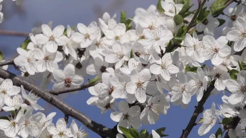 Close-up of white cherry flowers in spring Stock Footage 253433402
