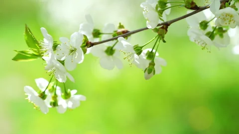 Close up of white cherry tree flowers on the wind on green background. Stock Footage 260896929