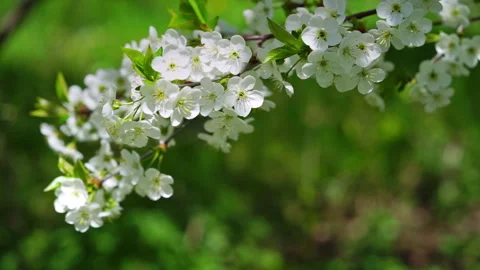 Close up of white cherry tree flowers on green background, copy space. Stock Footage 264500779