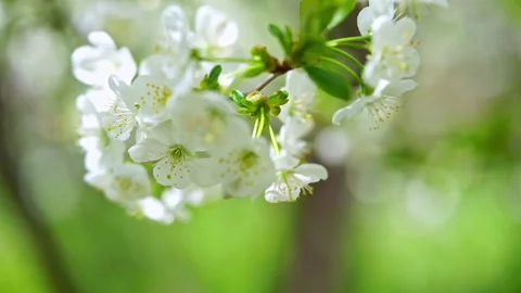 Close up of white cherry tree flowers on the wind. Spring background Stock Footage 266271712