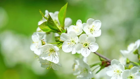 Close up of white cherry tree flowers on the wind on green background. Stock Footage 267084872