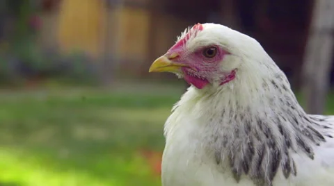 Close up of white chicken Stock Footage 59664131
