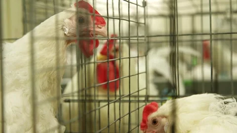 Close-up of white chickens and red-combed roosters peering through wire cage Vídeos de archivo 330922874