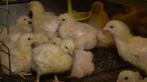 Close up white chickens on chicks background with selective focus. Video stock 125904166