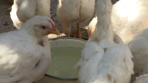 Close-up of white chickens drinking water in farmyard Stock Footage 91848998