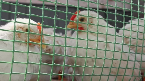 Close-up of white chickens sitting in a green cage. Raising poultry on a farm Stock Footage 192825165