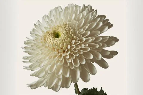 Close up of white chrysanthemum Stock Illustration