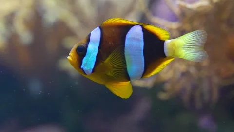 Close up of a white clown fish Stock Footage 299947205