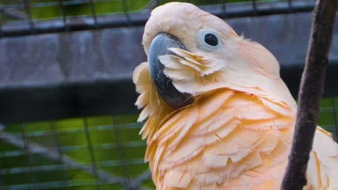 Close up of white cockatoo Stock Footage 143194427
