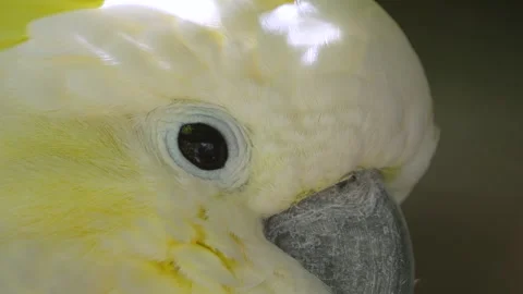 Close up of a white cockatoo Stock Footage 272812598
