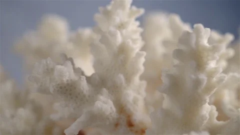 Close up of white coral Rotating. Shallow depth of field Stock Footage 71440083