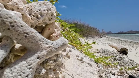 Close up white corals on beachside, scenic view paradise beach, Madrisqui Vidéo 255131825