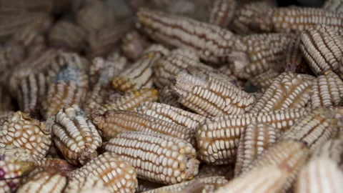Close up of white corn cobs harvested for agriculture and traditional food Stock Footage 331615995