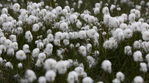 Close up of white cotton grass field, Iceland Stock Footage 33796452