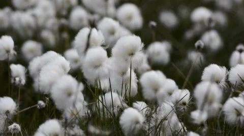 Close up of white cotton grass flowers, Iceland Stock Footage 33796401