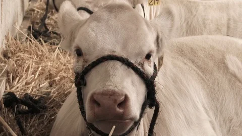 Close Up Of White Cow 스톡 동영상 80533785