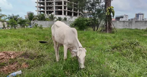 Close up of a white cow grazes on a patch of wild green grass  Vídeos de archivo 335389261