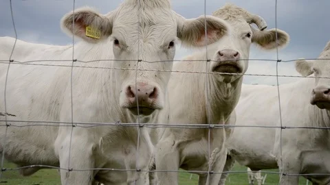 Close up of white cows behind the electric fence looking and posing to camera Stock Footage 103414913