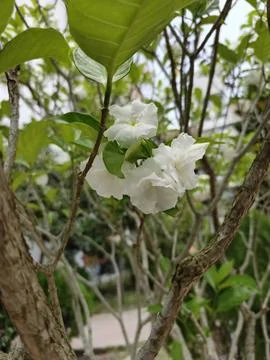 Close up White Crape Jasmine Flower in Bloom with Green Leaves Background Stock Photos