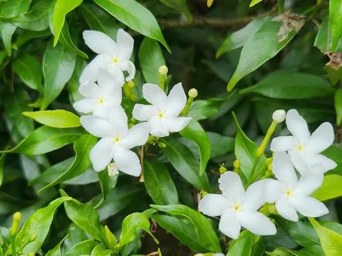 Close Up White Crape Jasmine on Green Leaves Stock Photos