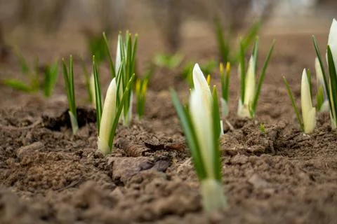 Close-up of white crocus buds not yet opened in a spring garden, delicate flo Stock Photos