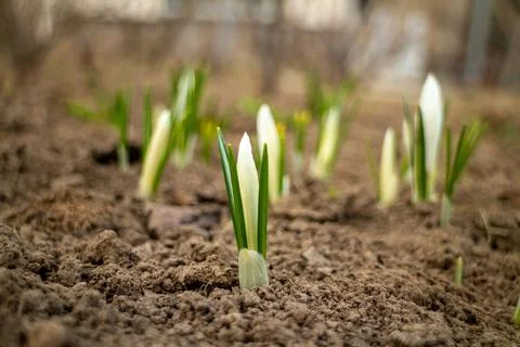 Close-up of white crocus buds not yet opened in a spring garden, delicate flo Stock Photos