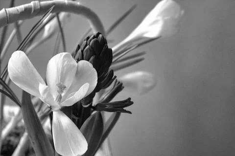 Close up of white crocus flower with black and white tone Stock Photos