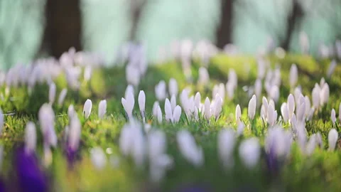 Close up of white crocus flowers in spring grass, natural beauty and calm scene Stock Footage 332308969