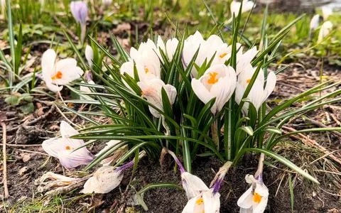 Close up of white crocuses blooming in spring with green grass and water in.. Stock Photos