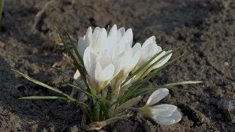 Close-up of white crocuses on a Sunny spring day. Small spring flowers swing  스톡 동영상 106283361