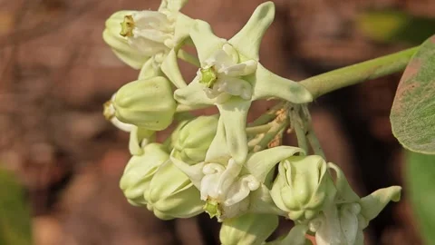 Close up of White Crown flower. Video stock 305772364